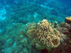 Thin Leaf Coral